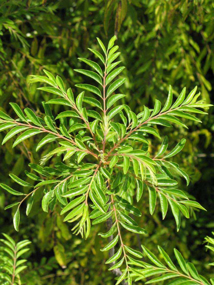              Sun leaves (Riverside, CA)       